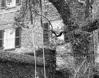 Tree Swing, Charleston South Carolina