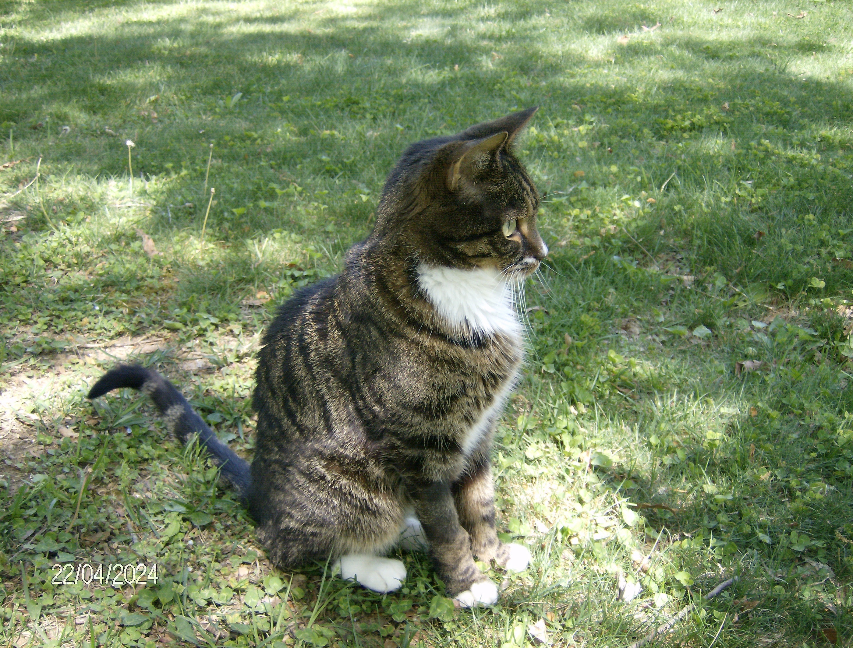 Handmade Concrete Cat Statue, Realistic Sitting Feline Garden Decor, Stone Kitty Memorial Gift photo 3