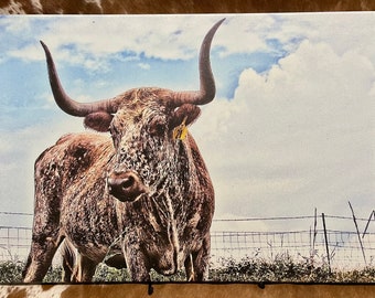 16 x 24 Longhorn