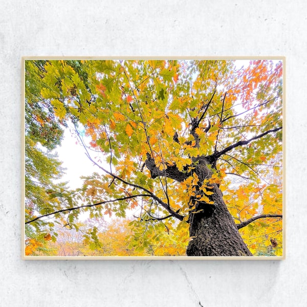 Autumn Foliage Digital Print Photography Fall Foliage Printable Art Red Yellow Green Tree Leaves Instant Download Fall Nature Landscape Art