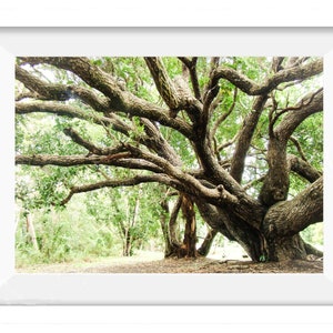 Ekträdstryck Ekkonstfotografi Digital nedladdning Vårträd Konsttryck Natur Träd Väggkonst Direktnedladdning Vårlandskap Poster