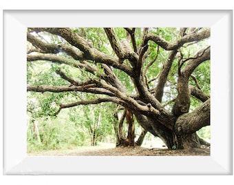 Oak Tree Print Oak Art Photography Digital Download Spring Trees Art Print Nature Tree Wall Art Instant Download Spring Landscape Poster
