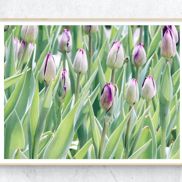 Tulip Photography Digital Print Purple Tulip Field Art Digital Download Floral Wall Art Instant Download Purple Flowers Printable Art Poster