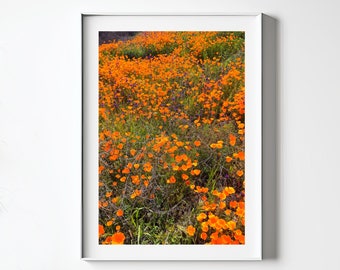 Stampa di fiori di papavero Campo di papaveri Fotografia Download digitale Fiori di campo Stampa artistica Fiori viola arancioni Stampa digitale Decorazione da parete floreale