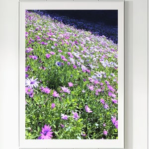 California Wildflowers Photography Art Print Wildflowers Field Digital Print Floral Printable Wall Art Pink Purple Flowers Digital Download