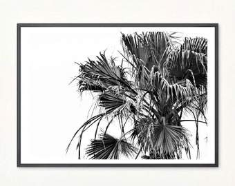Palm Tree Print Palm Black and White Photography Palm Tree Leaves Art Print Tropical Palm Digital Download Black White Palm Wall Art Poster