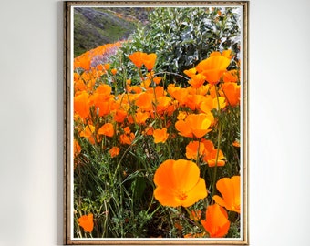 Papavero stampa California papaveri fotografia digitale Download campo di papaveri arte stampabile Download istantaneo Fiori d'arancio Wall Art Poster floreale