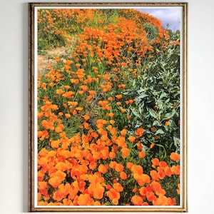 Poppy Print California Poppies Fotografie digitaler Download Mohnfeld druckbare Kunst Blumenkunst Sofortiger Download Wildblumen Feld Poster