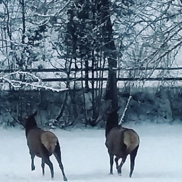 Digital Print - Elk Running in Snow - Downloadable JPEG - Mountainside - Animal Photography