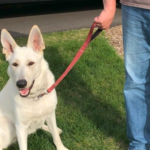Leash Training/traffic lead medium to large dog - 18 inch
