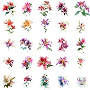 Clipart de lírio Stargazer PNG, 48 flores de lírio rosa em aquarela, arte floral transparente para casamento, scrapbooking e design de primavera