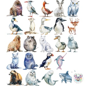 100 aquarelles clipart animaux de l'Arctique : haute résolution 300 ppp renard arctique, ours polaire, narval, macareux et plus pour créations et décorations