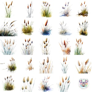 43 cliparts aquarelle de quenouilles PNG, plantes rustiques transparentes des zones humides pour travaux manuels inspirés de la nature, mariages et décorations écologiques