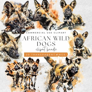 May include: A digital illustration set of 20 watercolour African wild dogs. The dogs are in various poses, including lying down, running, and standing. The illustrations are in a realistic style and feature a variety of colours, including brown, black, and white.