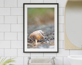 Seashell Fine Art Print, Tropical Wall Art, Beach House Decor, Pretty Beach Sunset Photography