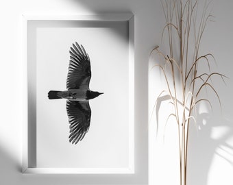 Crow Bird Photography