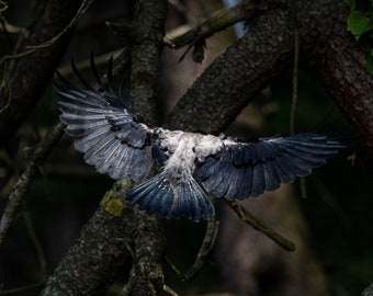 Corvus cornix | Wings, Dark, Bird in Forest 50cm x 80cm Digital Photography