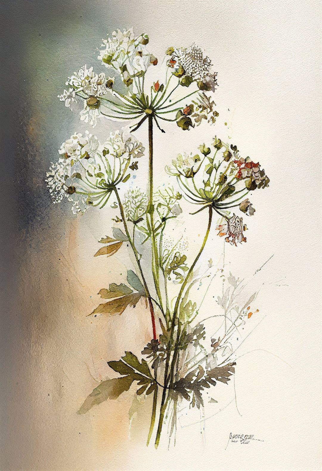 Queen Anns Lace Flower Art Print Botanical Watercolors Illustration