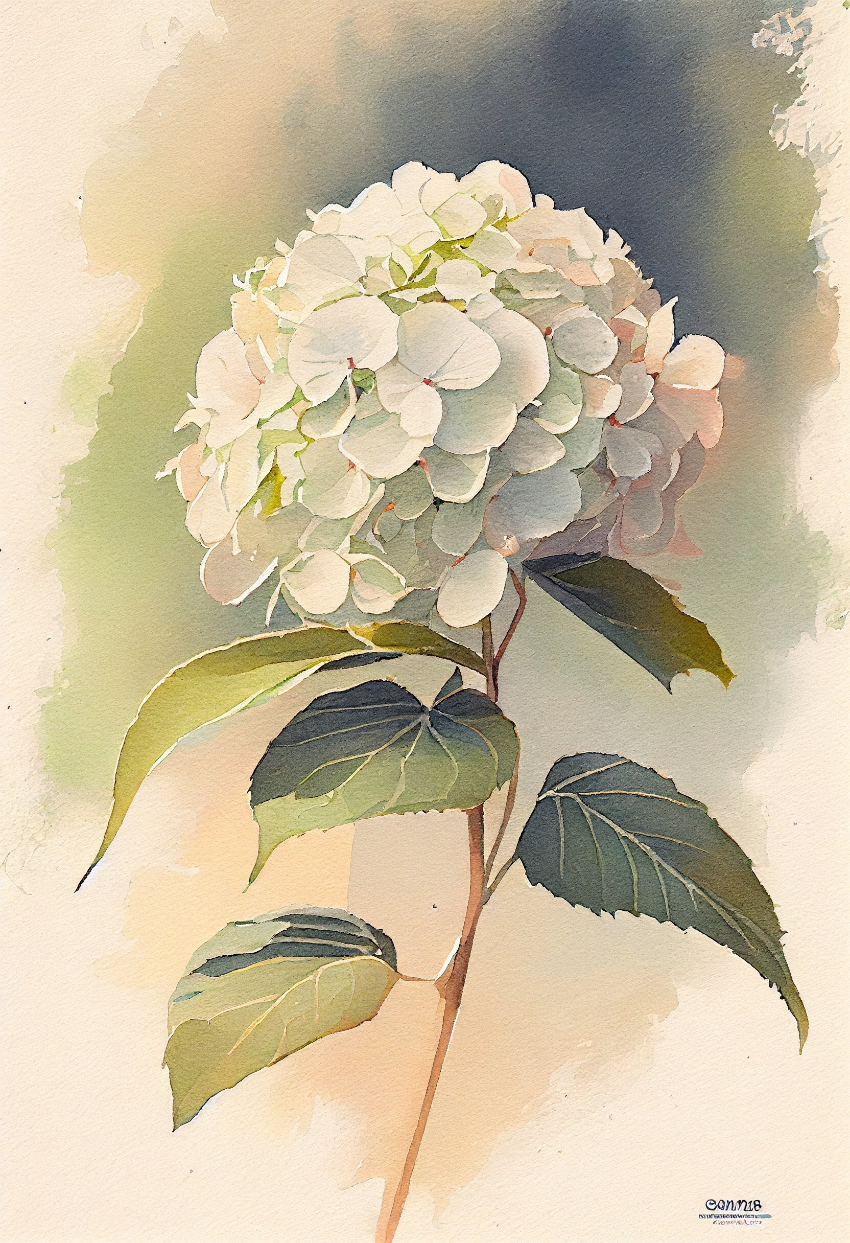 White Hydrangea Flower Art Print Botanical Watercolors Illustration