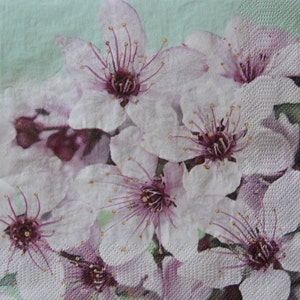 2 o 4 servilletas de papel para decoupage, flores de magnolia violeta sobre fondo verde azulado claro, servilletas de decoupage con flores de primavera, servilletas con flores