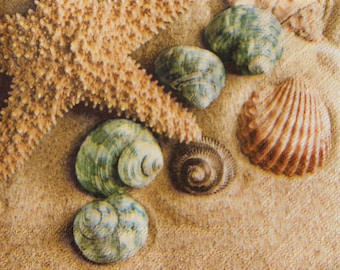 Seashells And Starfish Mix On Beach Sand, Coastal Decoupage Napkins, Nautical Collages (2 or 4 Pcs)