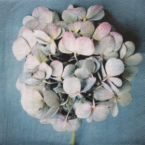 2 o 4 pezzi di tovaglioli di carta per lavori artigianali, rosa pastello e crema con testa di ortensia su sfondo blu, tovaglioli per decoupage con ortensia, tovaglioli floreali