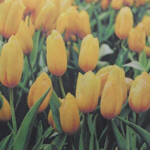 2 ou 4 serviettes en papier pour découpage, Tulipes jaunes, feuilles vertes sur fond, serviettes pour découpage, fleurs printanières, travaux manuels, scrapbooking