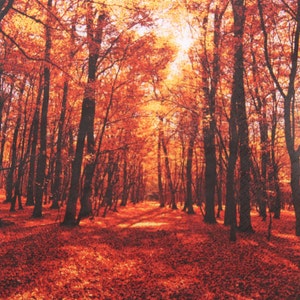 Servilletas de papel de 2 o 4 piezas para la elaboración, Avenida de árboles al atardecer de otoño, Servilletas de decoupage de bosque caducifolio, Servilletas de paisaje de otoño, Otoño