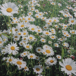 2 ou 4 serviettes en papier pour travaux manuels, champ de marguerites, journal estival, serviettes marguerites prairie, serviettes de table marguerites, serviettes d'été