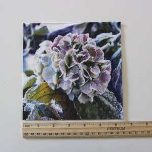 Puede incluir: Primer plano de una flor de hortensia cubierta de escarcha. La flor es de color p&uacute;rpura claro con escarcha blanca que cubre los p&eacute;talos. Las hojas son verdes y tambi&eacute;n est&aacute;n cubiertas de escarcha.