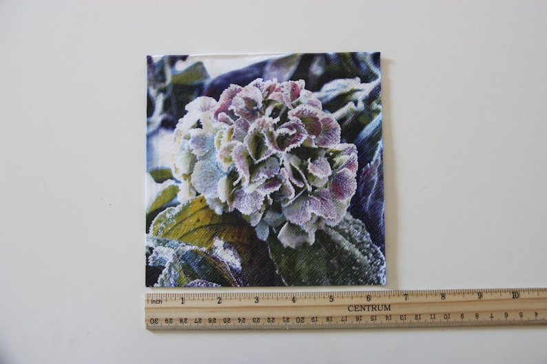 Puede incluir: Primer plano de una flor de hortensia cubierta de escarcha. La flor es de color p&uacute;rpura claro con escarcha blanca que cubre los p&eacute;talos. Las hojas son verdes y tambi&eacute;n est&aacute;n cubiertas de escarcha.