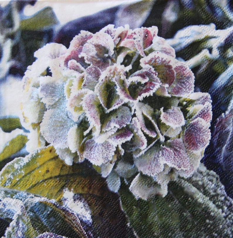 Puede incluir: Primer plano de una flor de hortensia morada y blanca cubierta de escarcha. La flor est&aacute; enfocada, mientras que el fondo est&aacute; desenfocado.