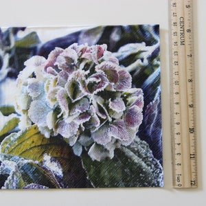 Puede incluir: Primer plano de una flor de hortensia cubierta de escarcha. La flor es de color azul claro y morado con hojas verdes. La flor est&aacute; enfocada y el fondo est&aacute; desenfocado.