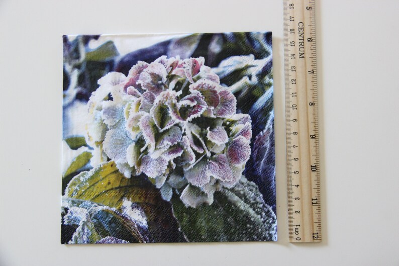 Puede incluir: Primer plano de una flor de hortensia cubierta de escarcha. La flor es de color azul claro y morado con hojas verdes. La flor est&aacute; enfocada y el fondo est&aacute; desenfocado.