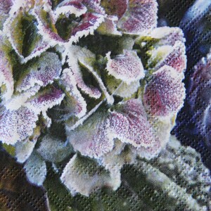 Puede incluir: Primer plano de una flor de hortensia p&uacute;rpura y blanca con escarcha en los p&eacute;talos. La flor est&aacute; sobre un fondo azul oscuro y verde.