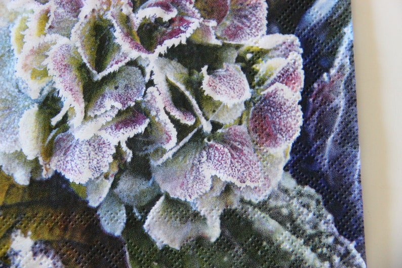 Puede incluir: Primer plano de una flor de hortensia p&uacute;rpura y blanca con escarcha en los p&eacute;talos. La flor est&aacute; sobre un fondo azul oscuro y verde.