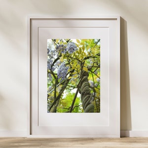 Glorious purple wisteria with twisted vine in the sunshine, Trendy wall art for Spring décor