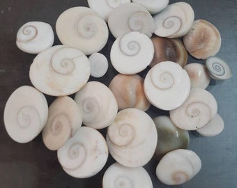 Naturliga Gomti Chakra / Snäckstenar för rikedom och Puja-användning