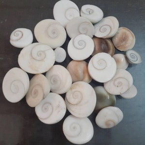 Natürliche Gomti Chakra / Muschelsteine für Reichtum und Puja