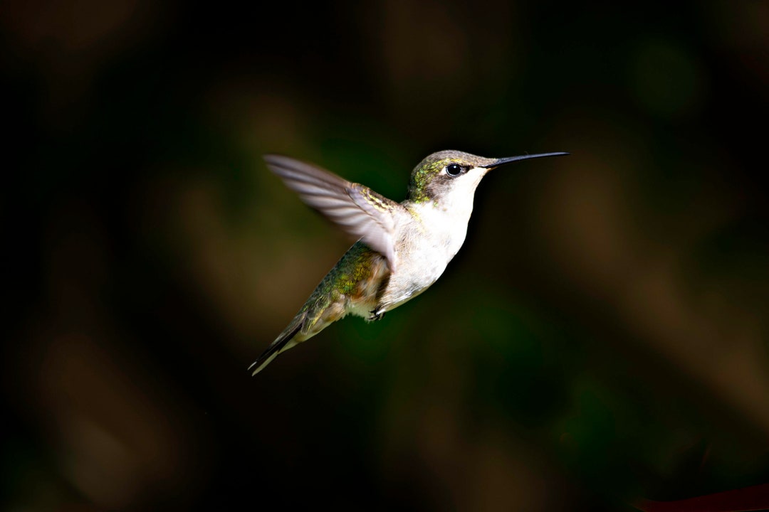 Hum Images Humming Bird Digital File Download - Etsy