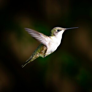 May include: A small, green and white hummingbird with a long, thin beak hovers in mid-air with its wings spread out.