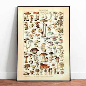 Vintage Mushroom Botanical Art, High-Res Digital Print, Fungus Illustration, Champignons painted by Adolphe Millot, Instant Download 01