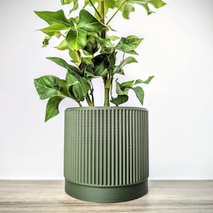Puede incluir: Una planta verde en maceta con hojas verde oscuro en una maceta verde acanalada.