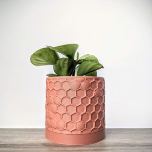 以下が含まれることがあります： ハニカム模様のテラコッタ製の鉢植えに植えられた緑の葉を持つ植物