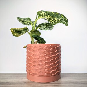 May include: A green and white houseplant with speckled leaves in a terracotta pot with a textured pattern.