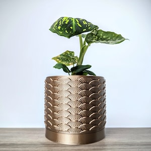 May include: A green plant with variegated leaves in a gold planter with a textured, scale-like pattern.