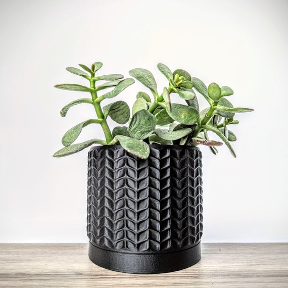 coffea arabica indoor plant Coffea Arabica - Coffee plant