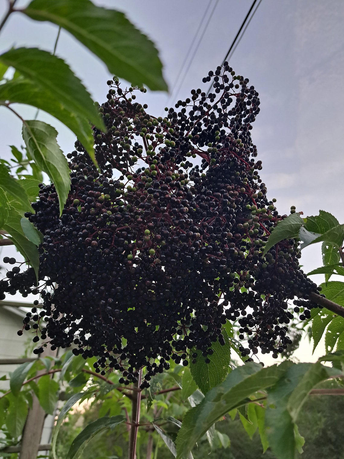 American Elderberry Cuttings. 2 Plus 1 Free. Etsy