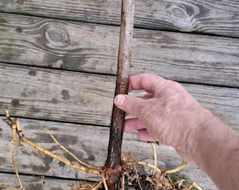 Three (3) American Elderberry Rooted Plants. Free Shipping!