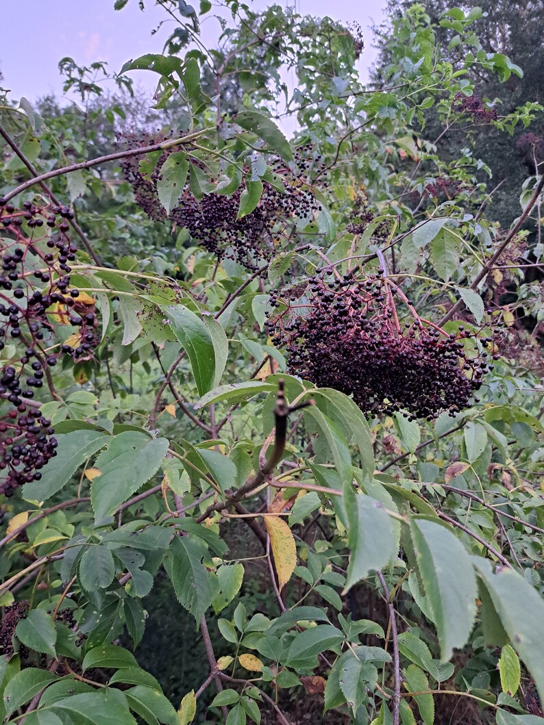American Elderberry Cuttings. 2 Plus 1 Free. Etsy